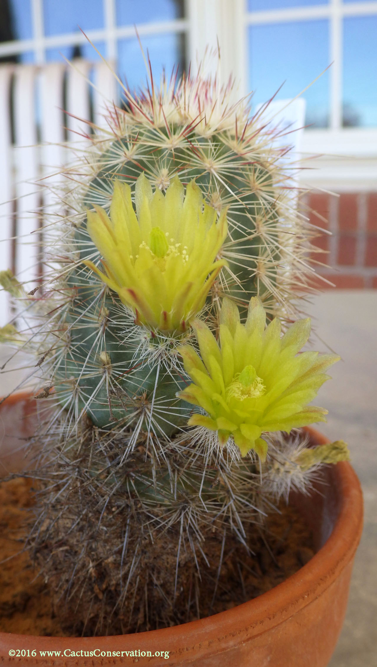 Echinocereus milleri