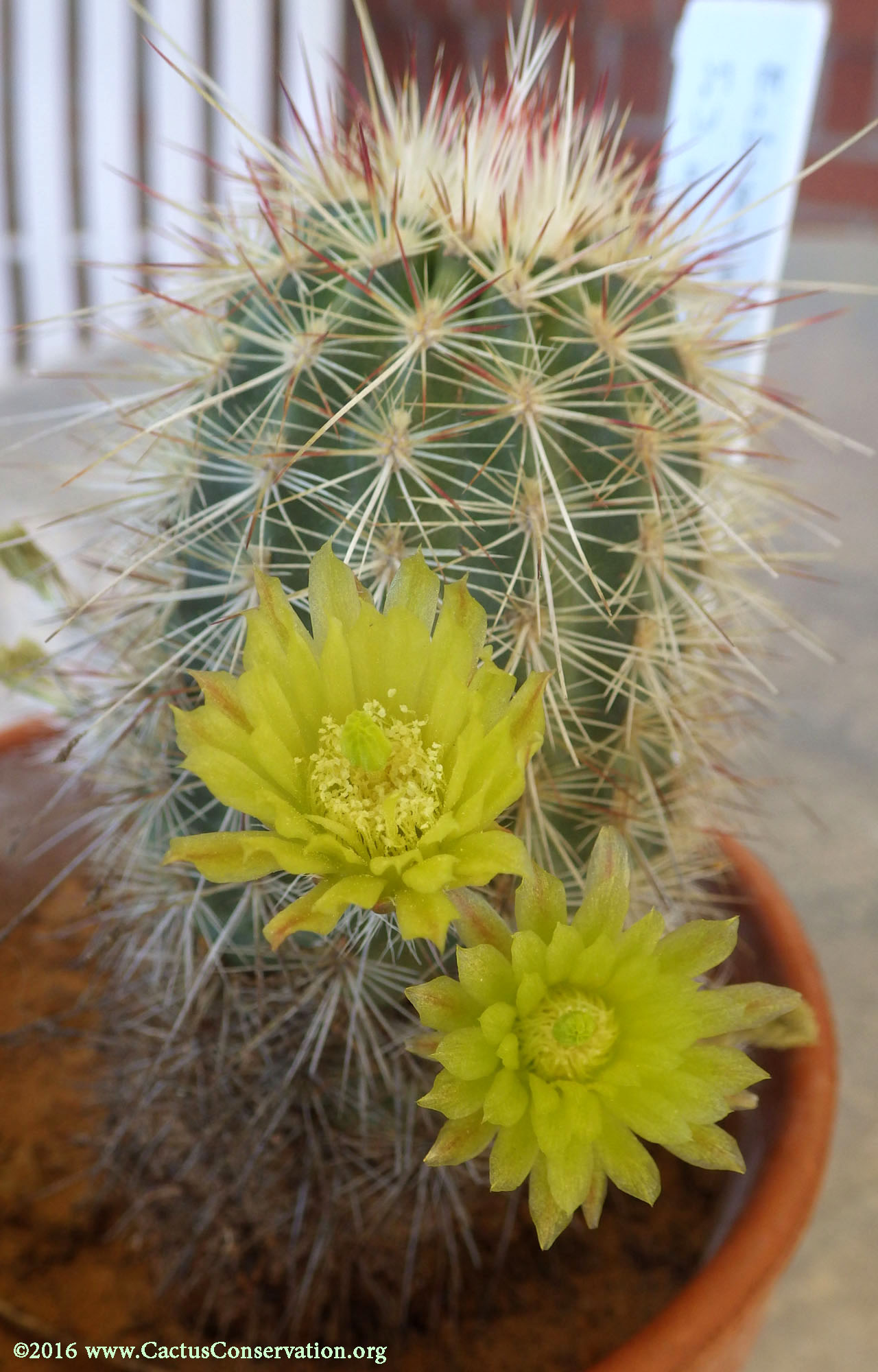 Echinocereus milleri