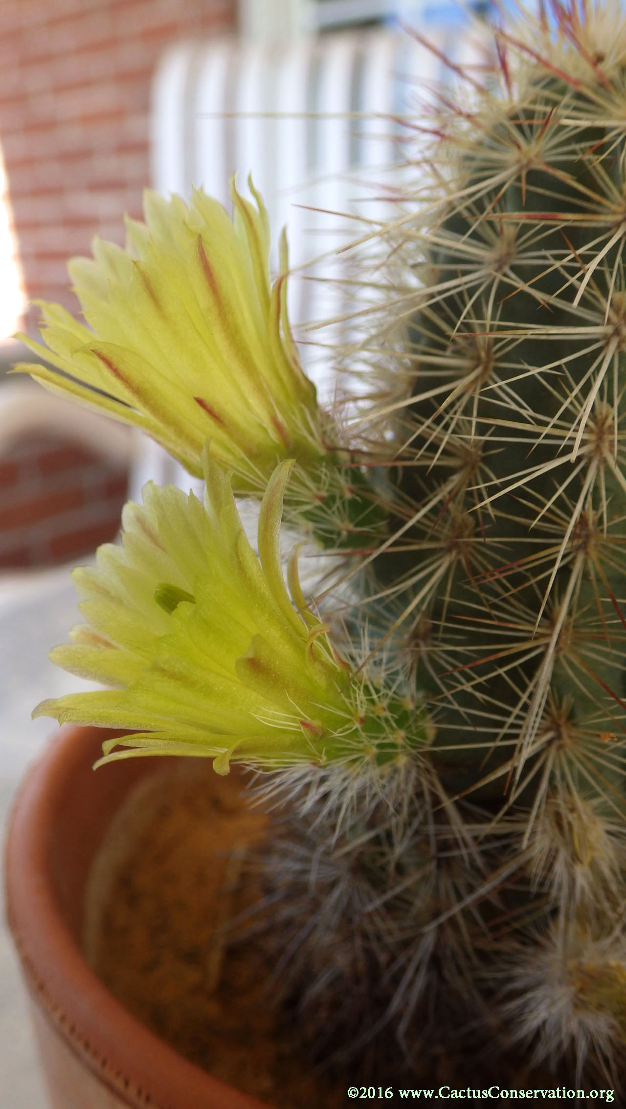 Echinocereus milleri