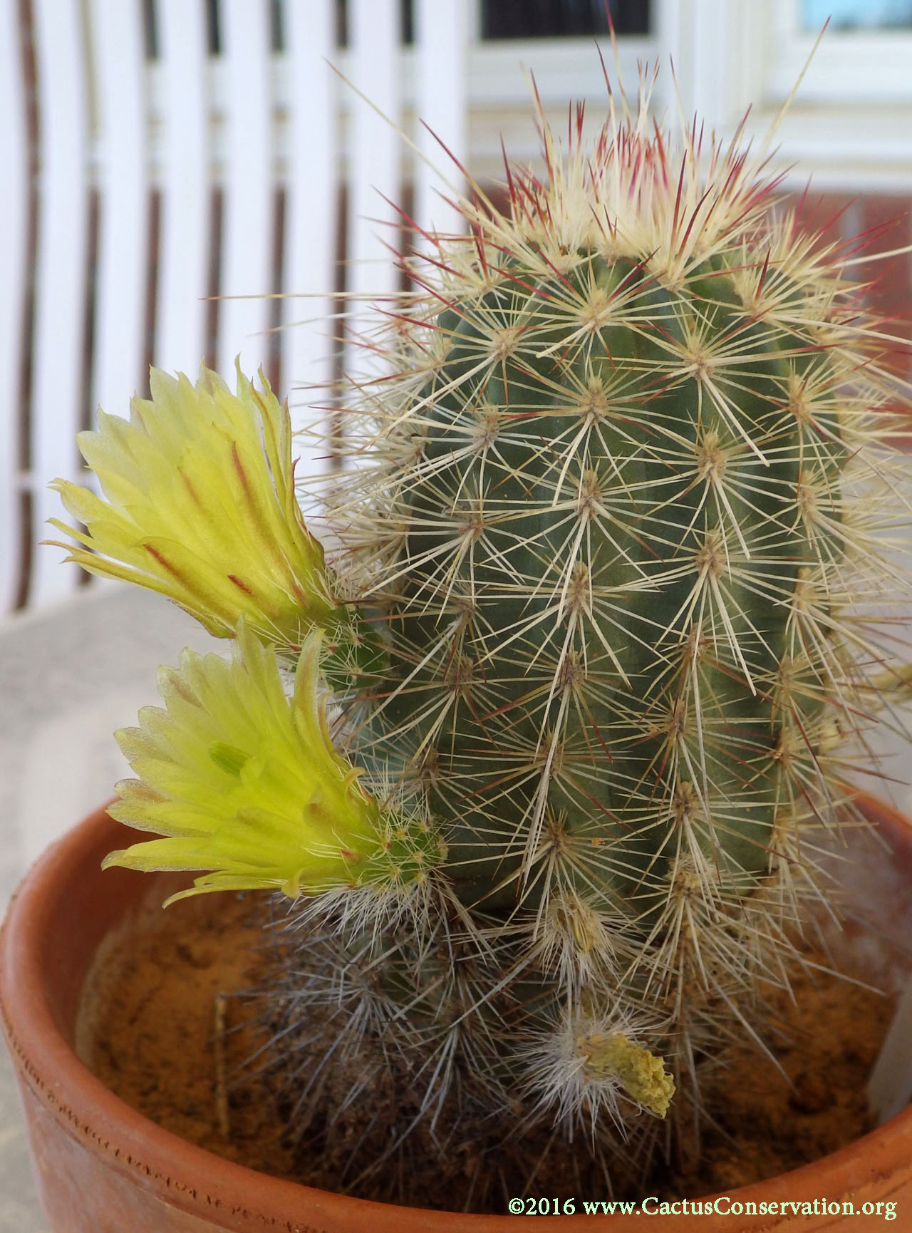 Echinocereus milleri