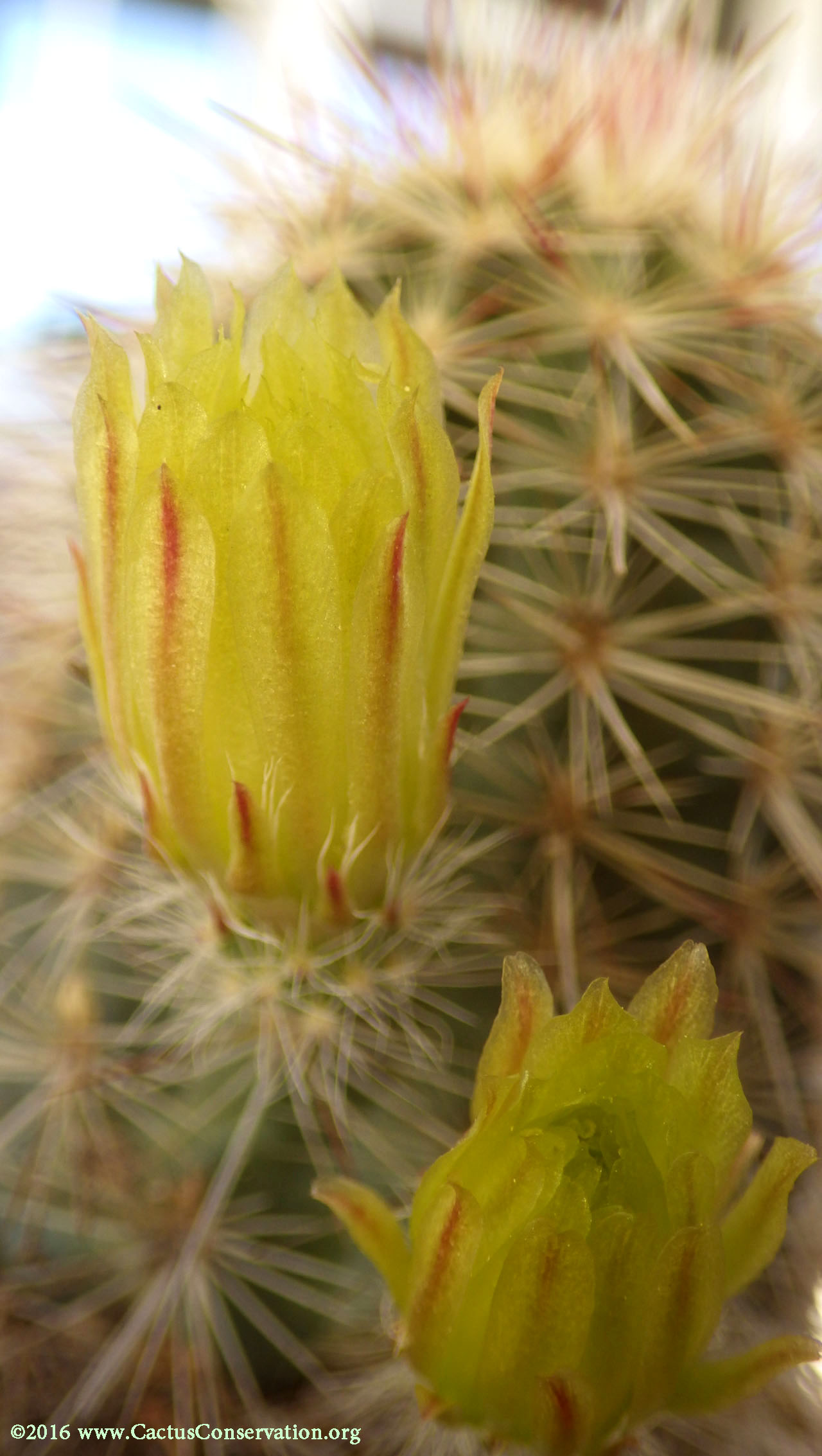 Echinocereus milleri