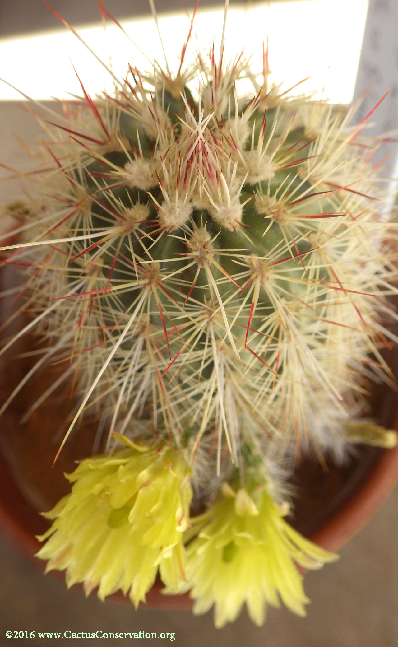 Echinocereus milleri