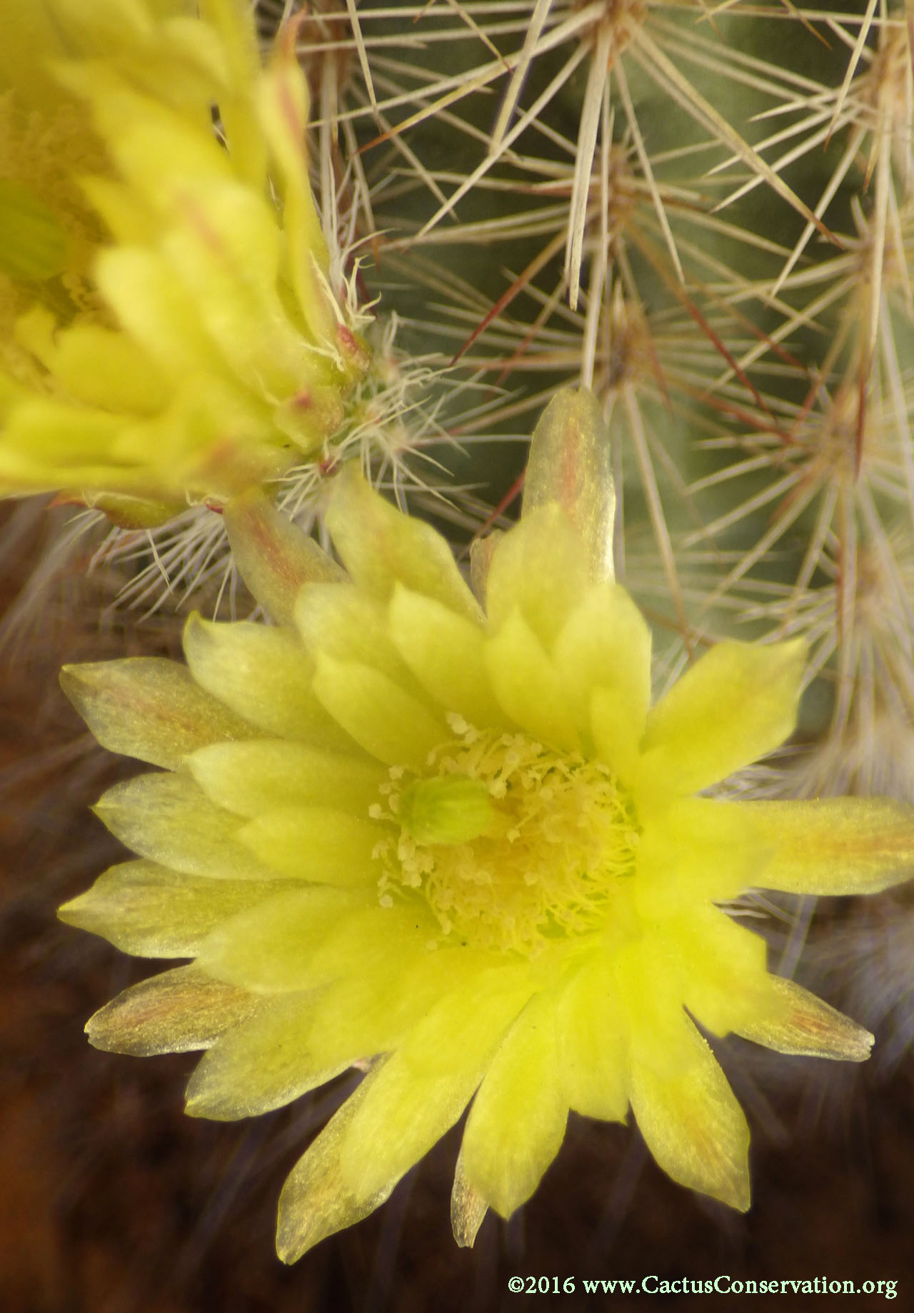 Echinocereus milleri