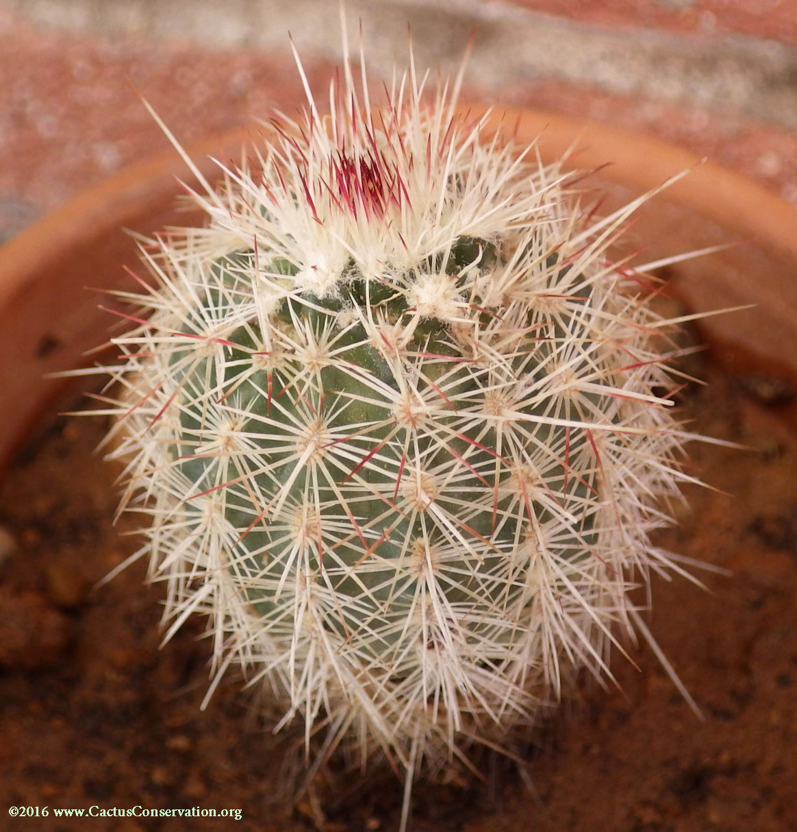 Echinocereus milleri