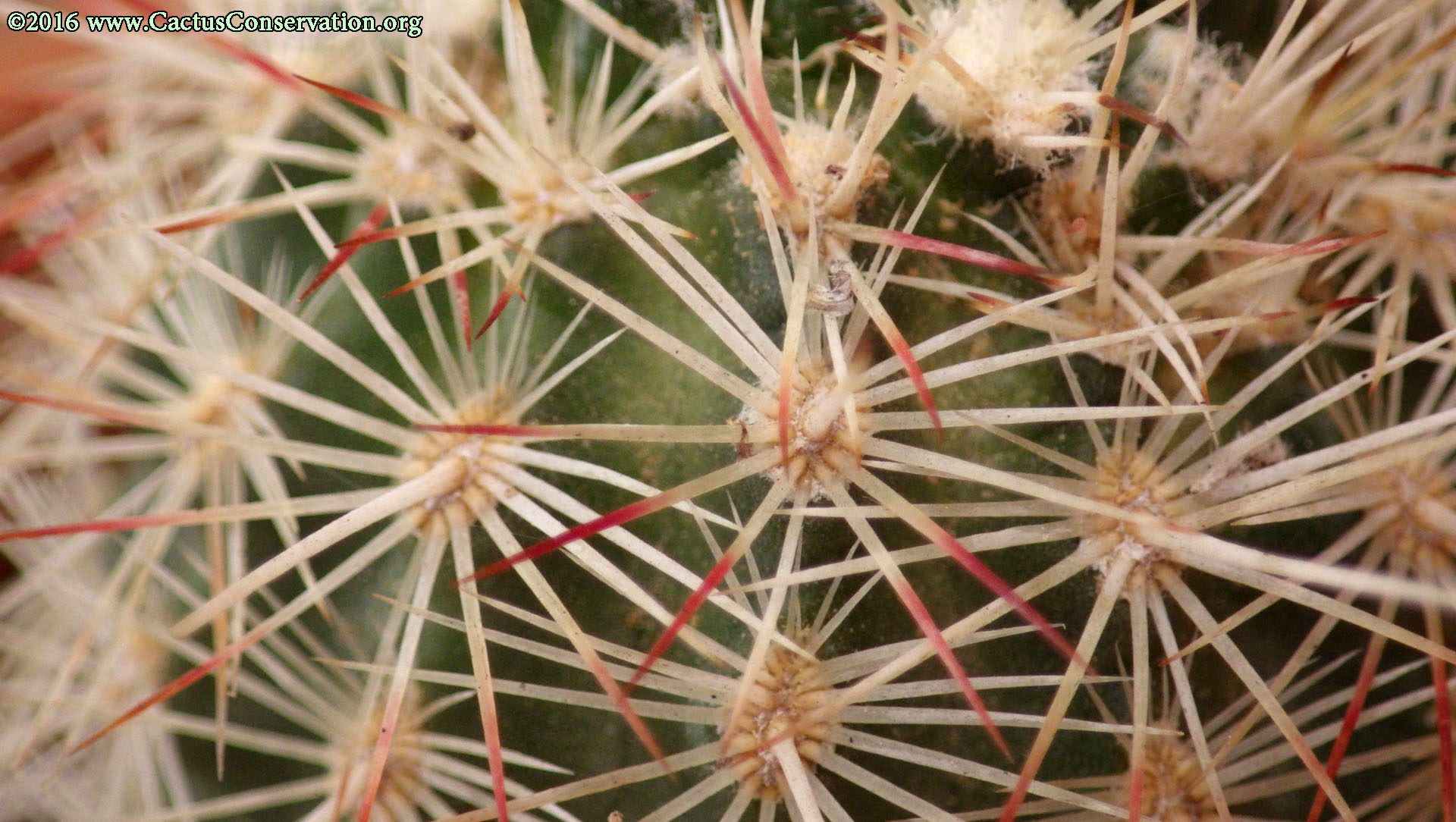 Echinocereus milleri