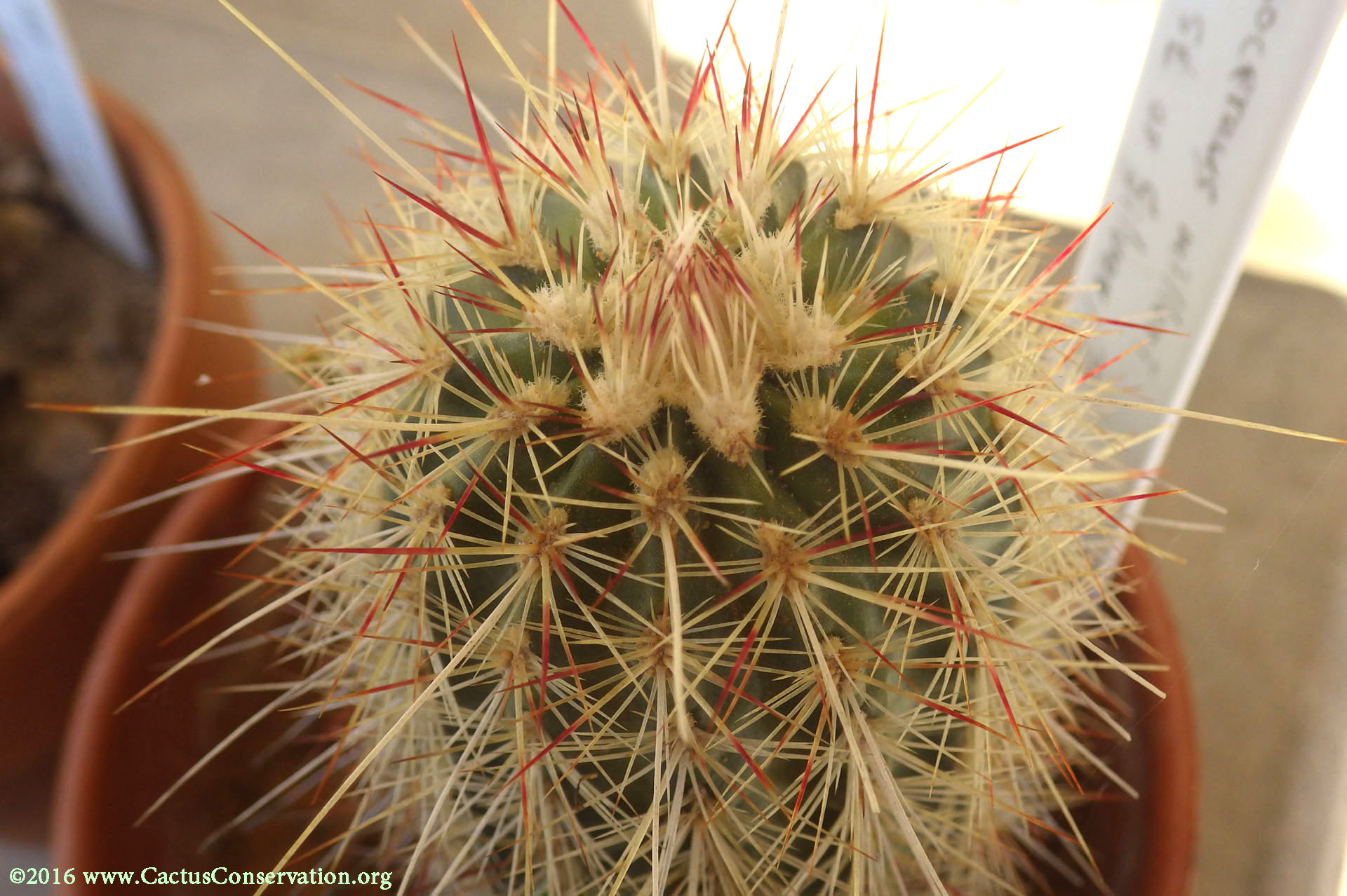 Echinocereus milleri
