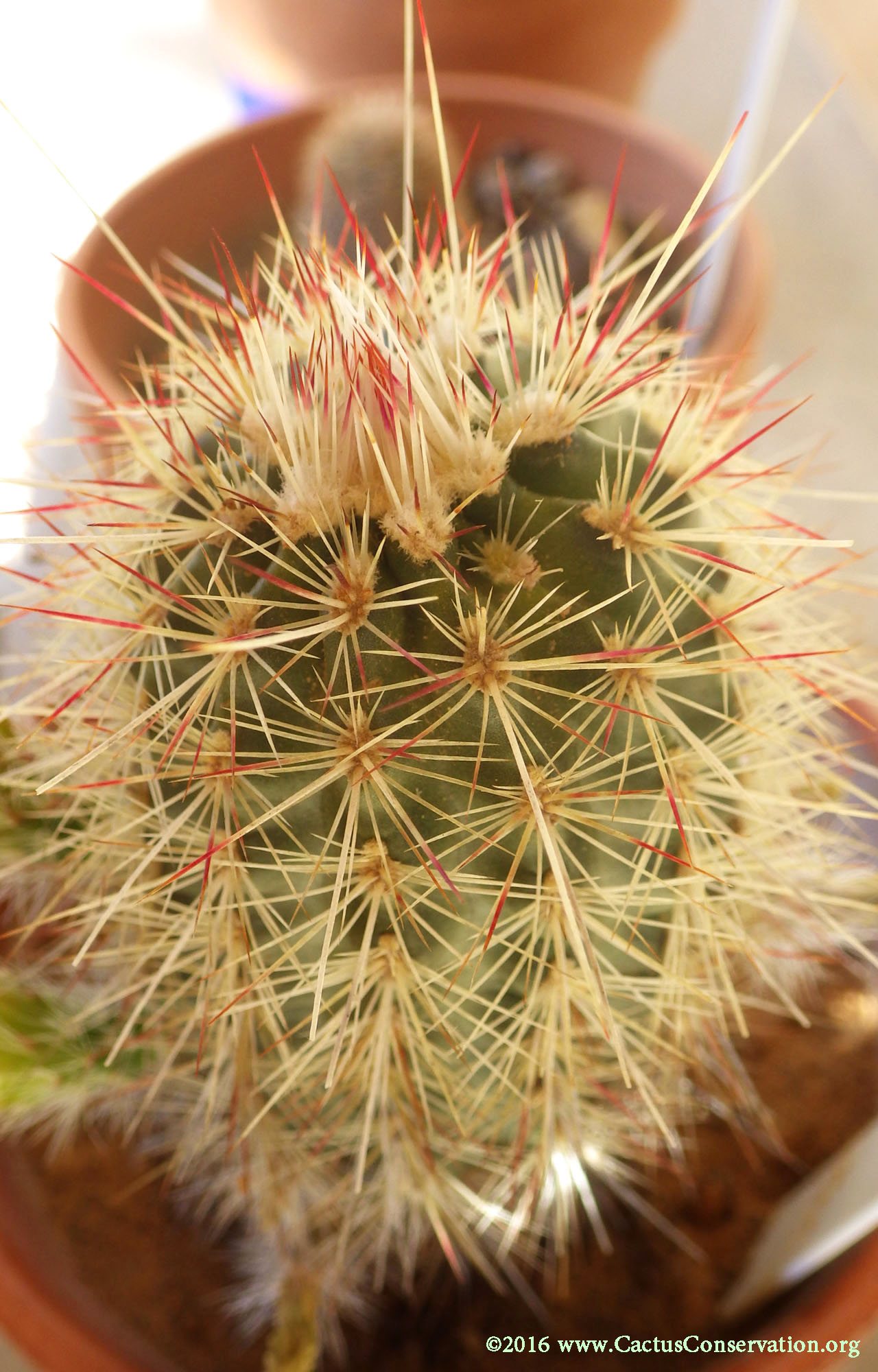 Echinocereus milleri