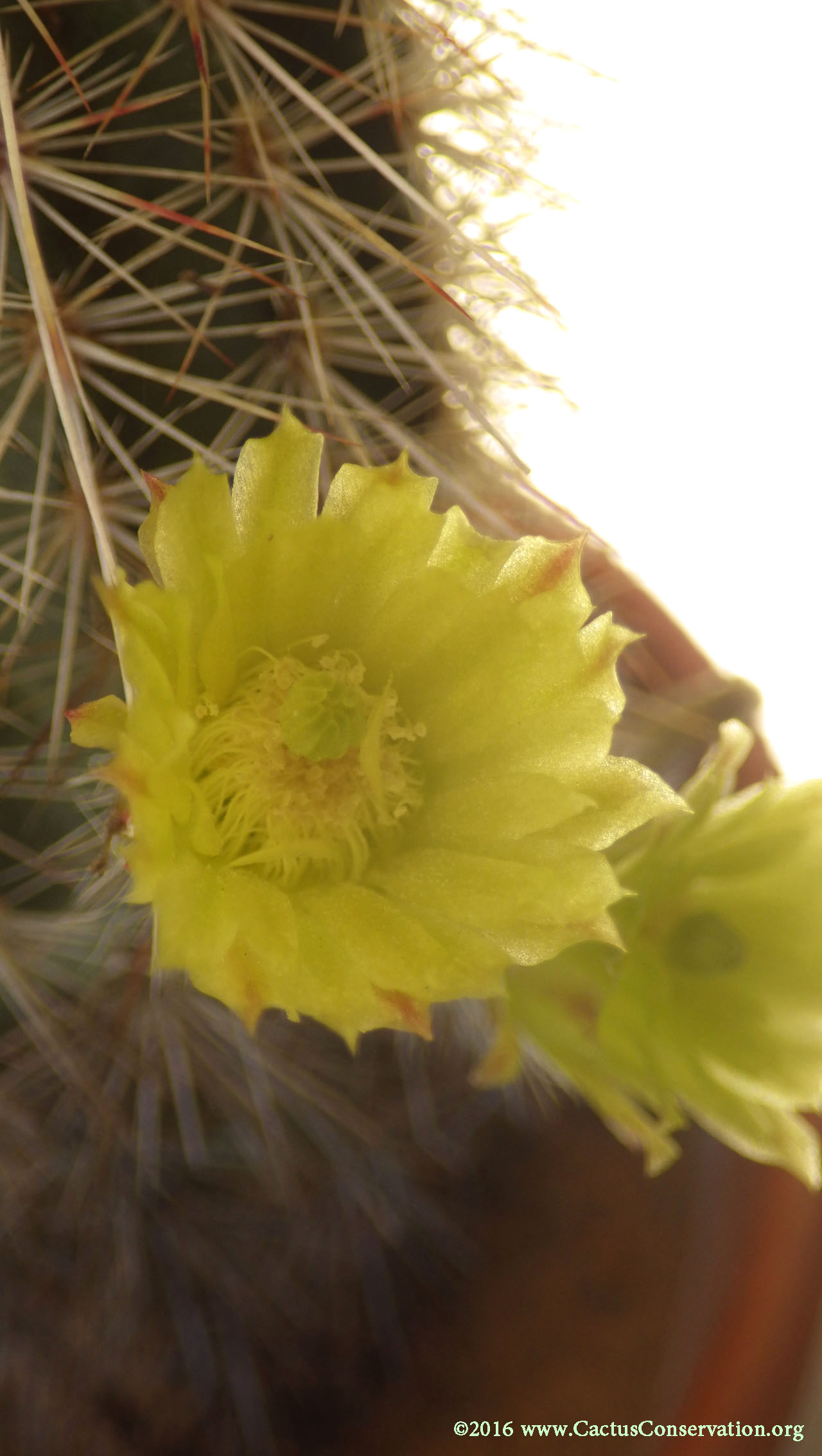Echinocereus milleri
