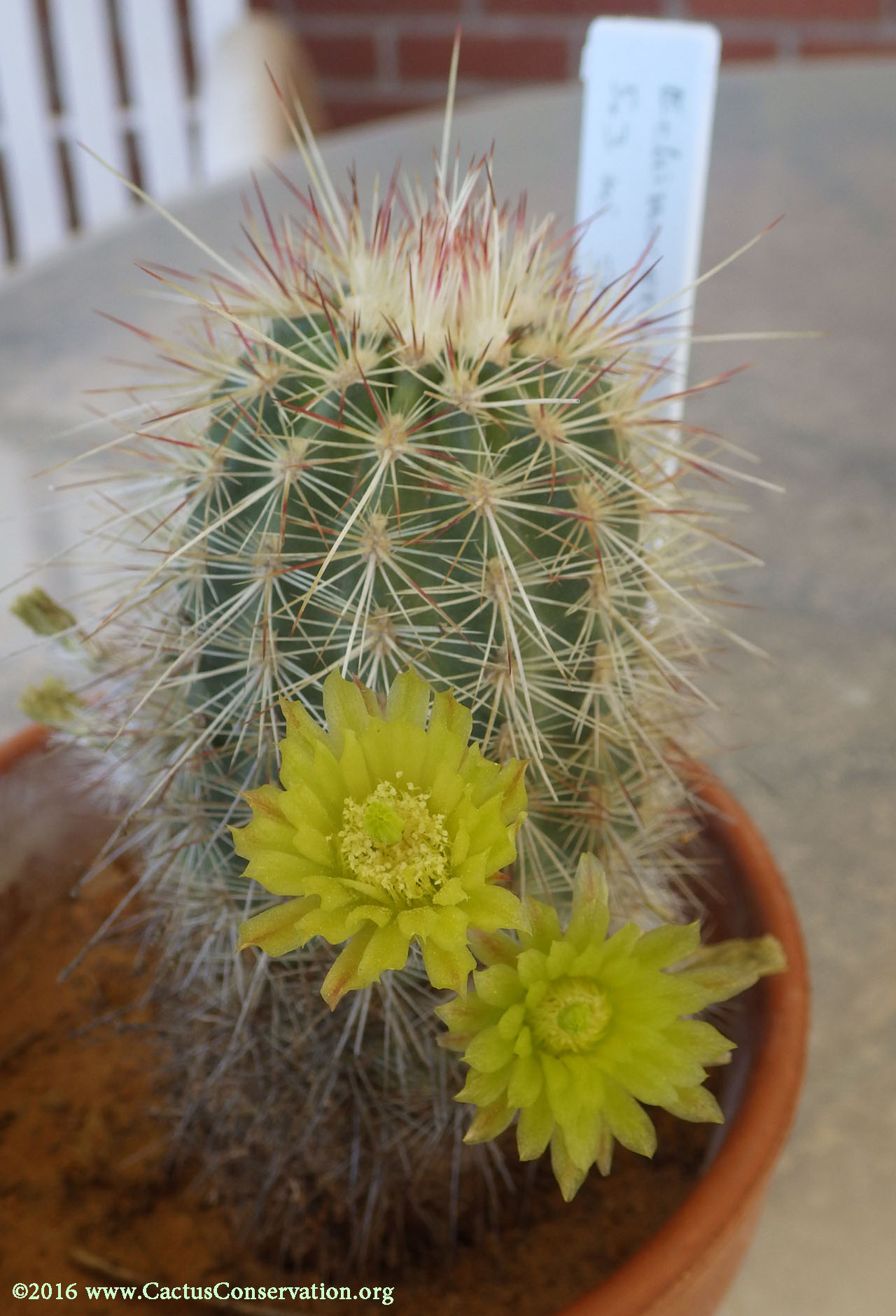 Echinocereus milleri