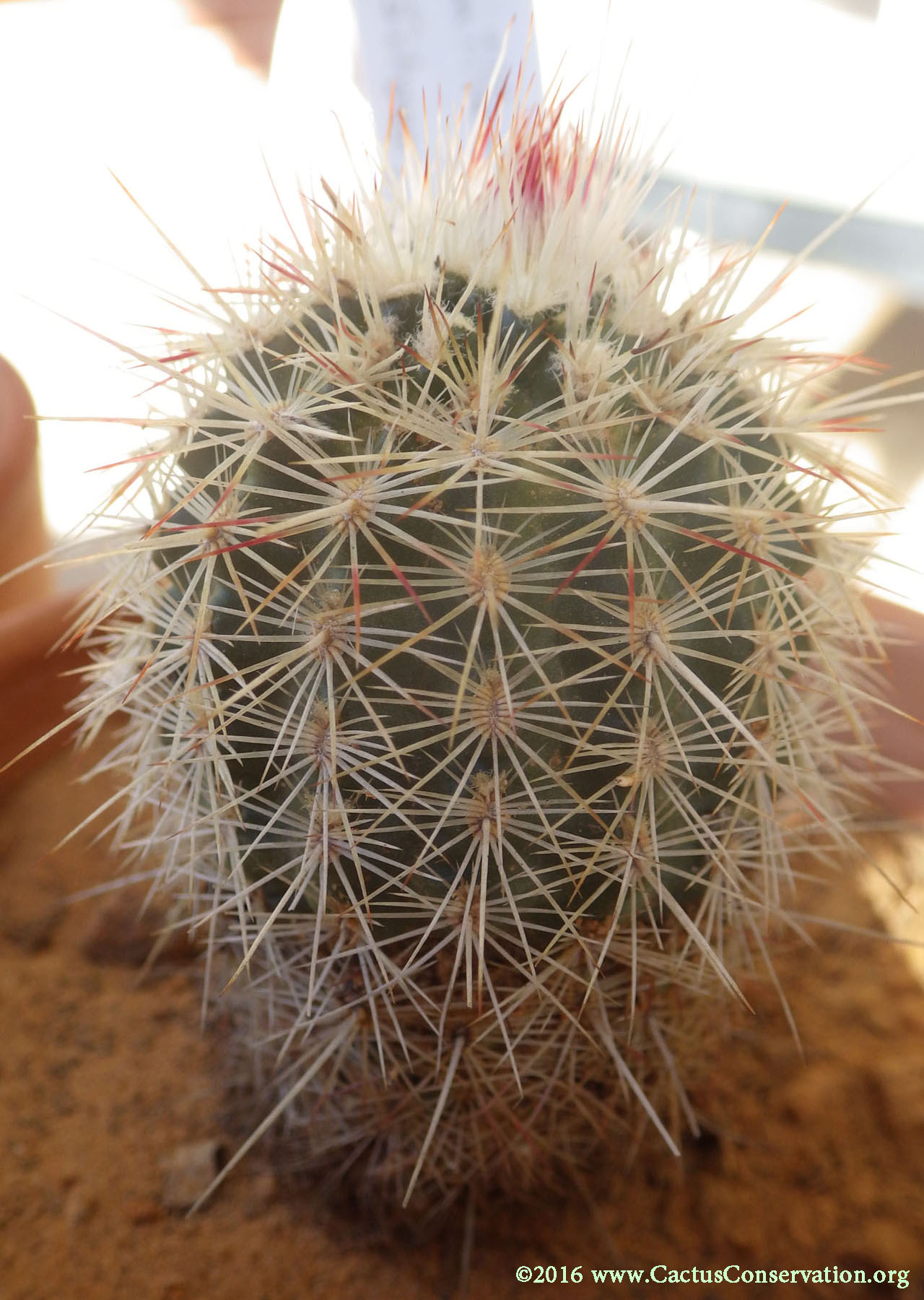 Echinocereus milleri