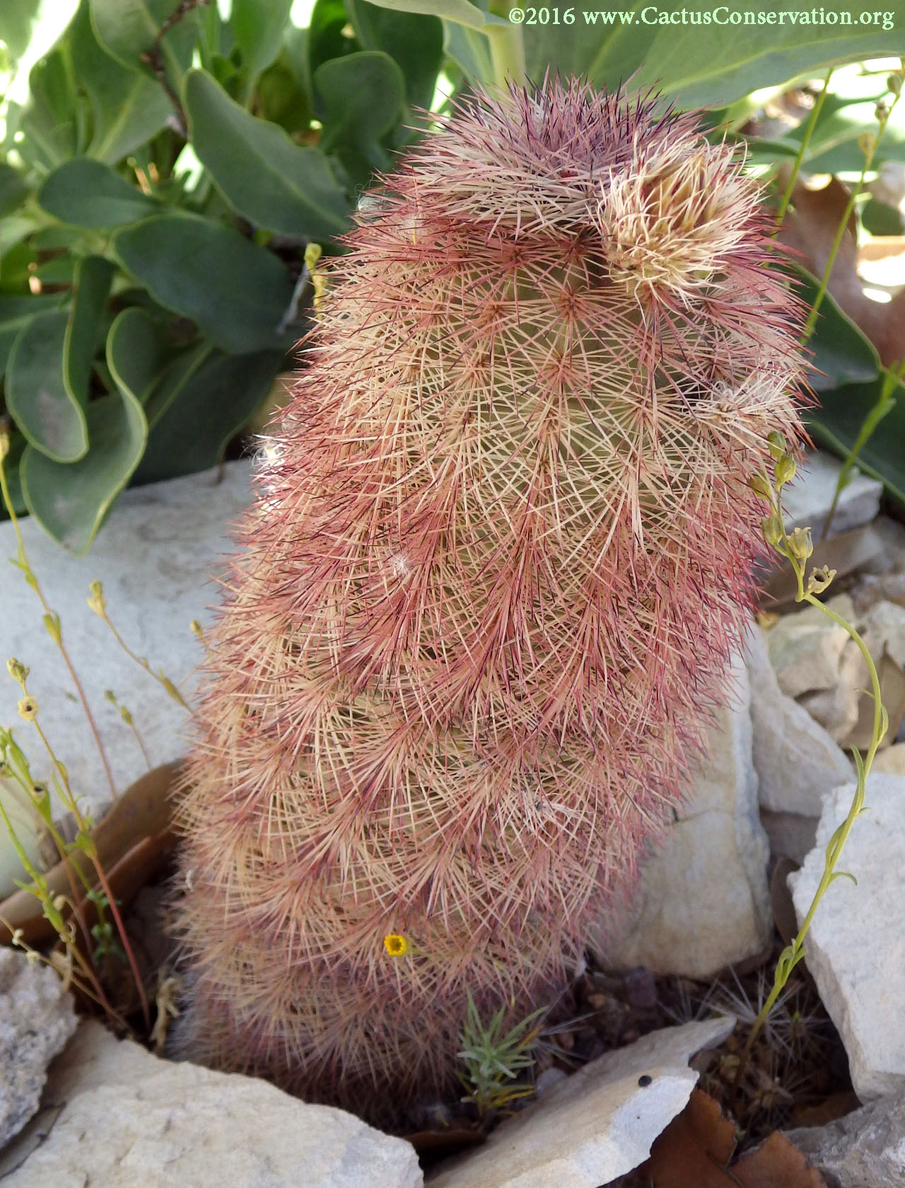Echinocereus pectinatus