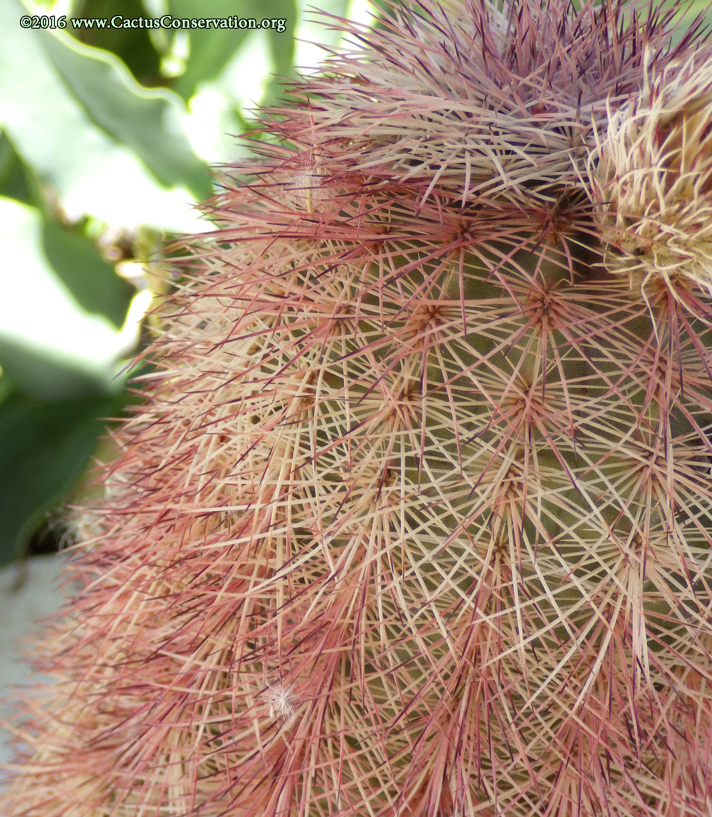 Echinocereus pectinatus