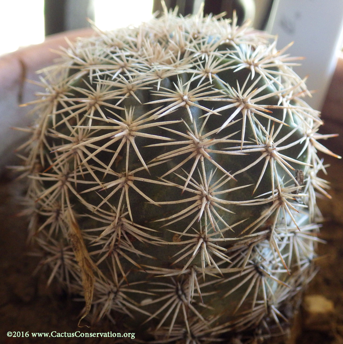 Echinocereus pectinatus var. wenegeri