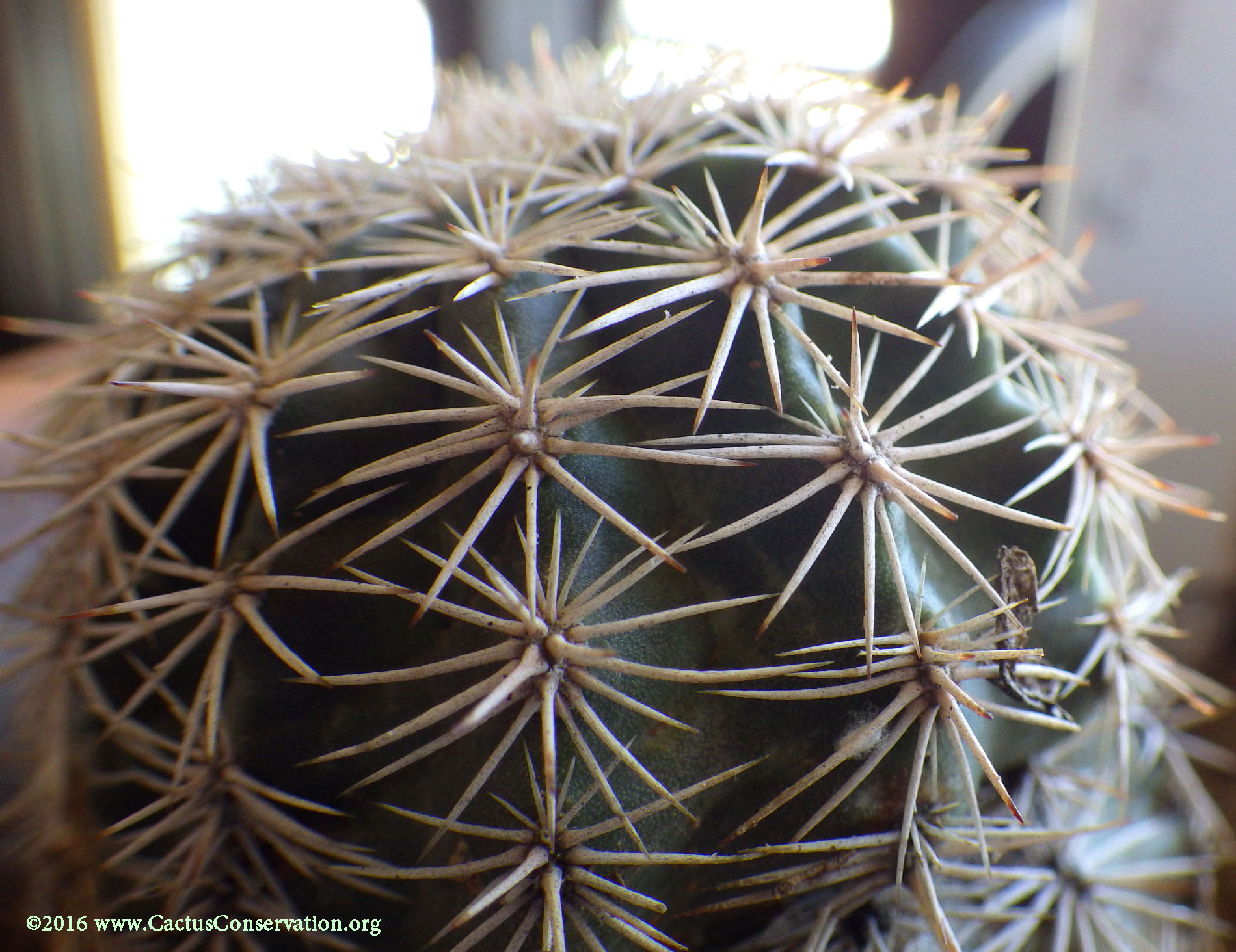Echinocereus pectinatus var. wenegeri