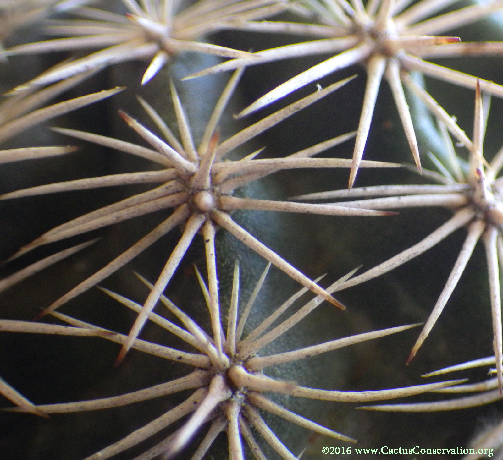 Echinocereus pectinatus var. wenegeri