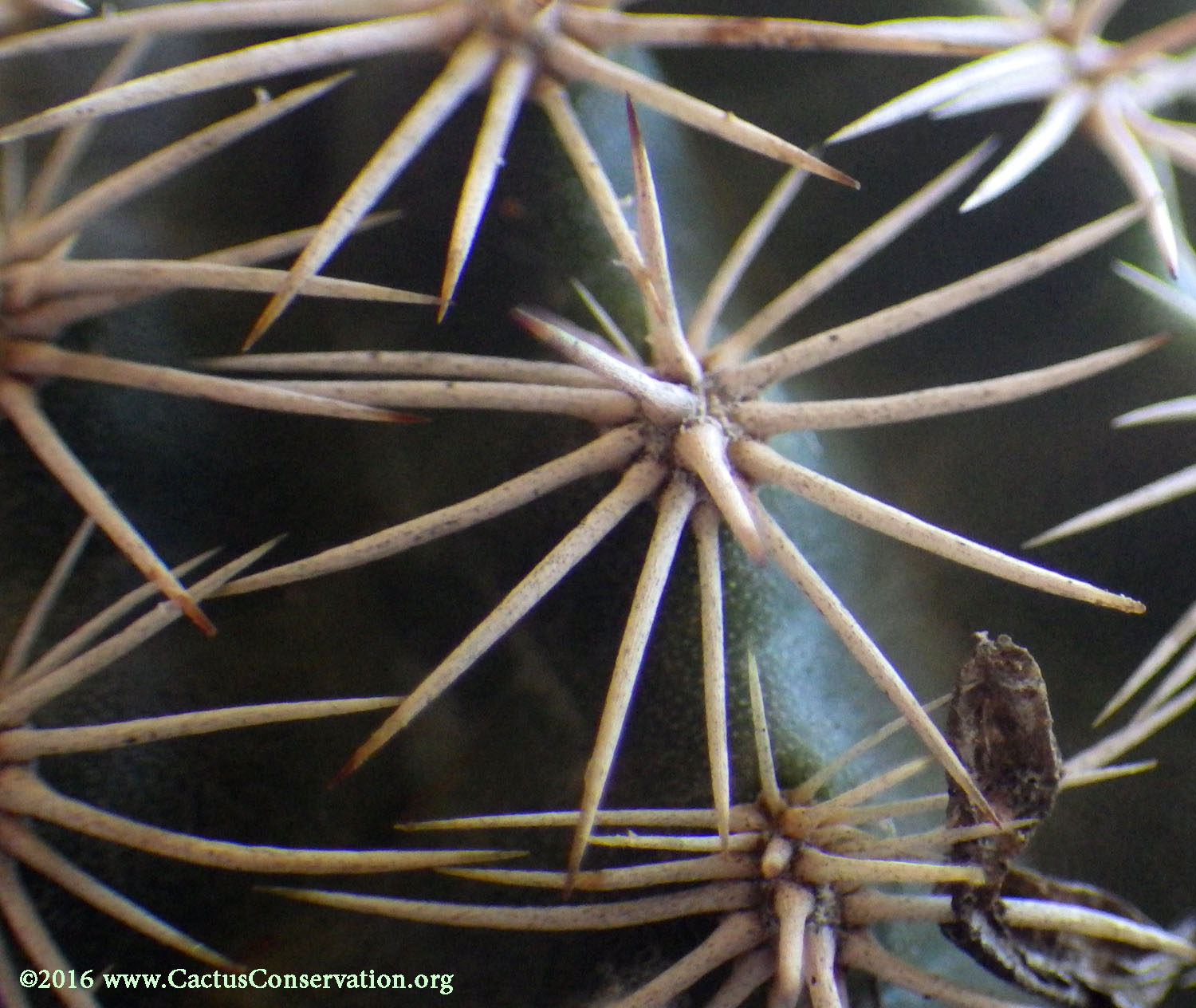 Echinocereus pectinatus var. wenegeri