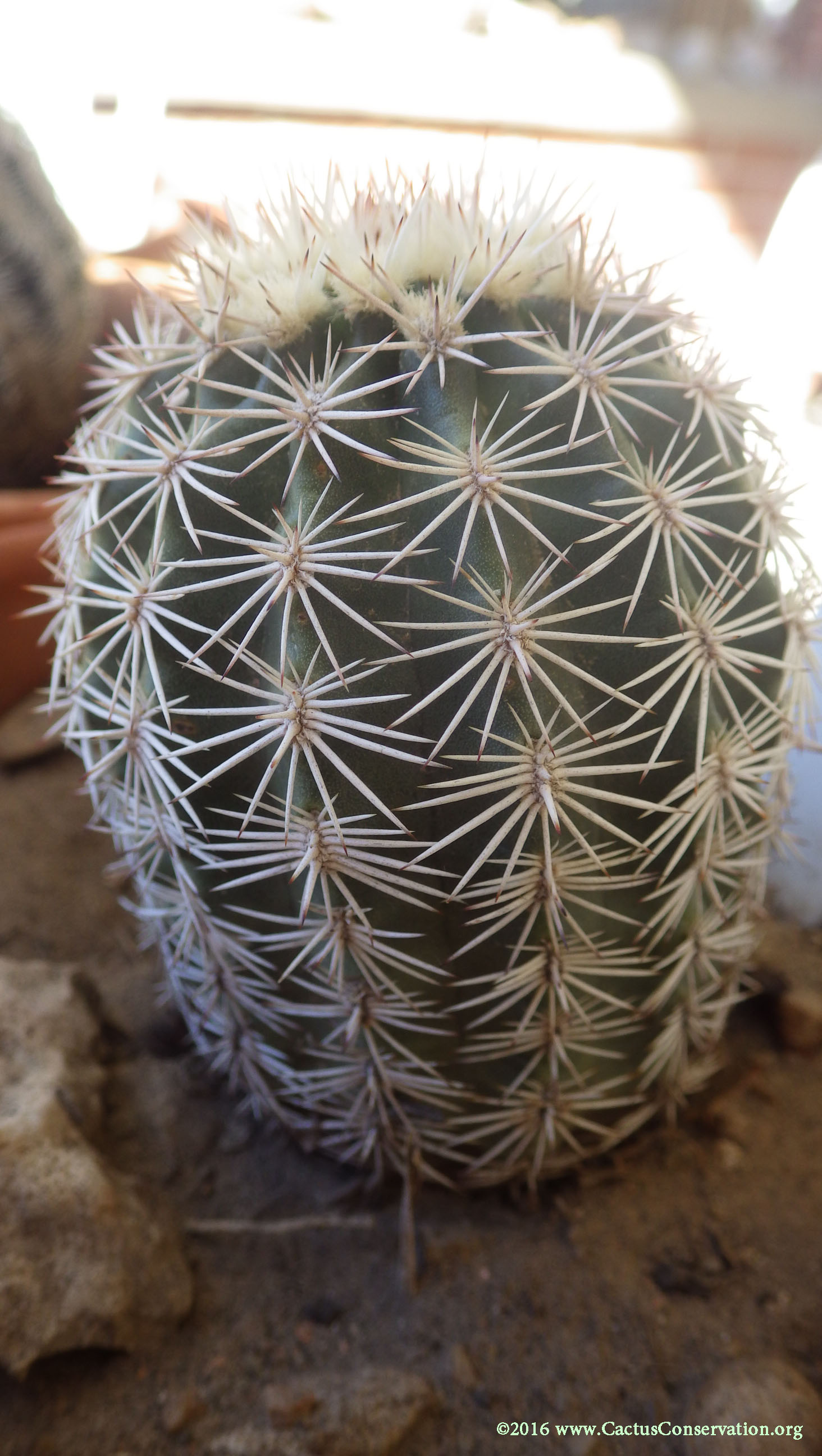 Echinocereus pectinatus var. wenegeri