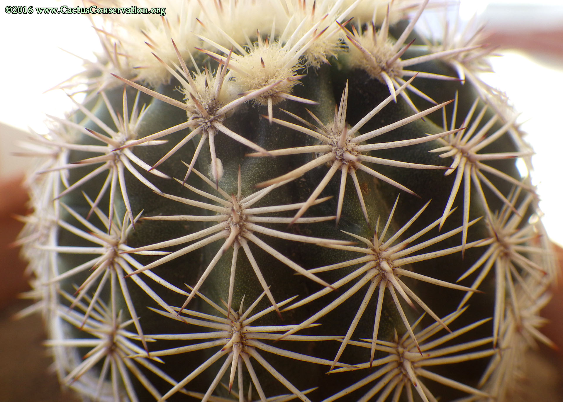 Echinocereus pectinatus var. wenegeri