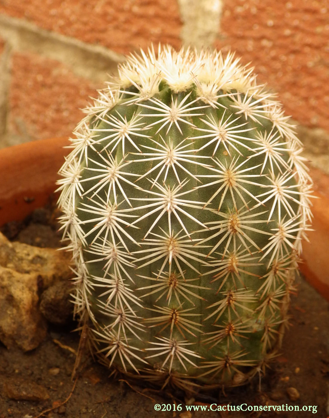 Echinocereus pectinatus var. wenegeri