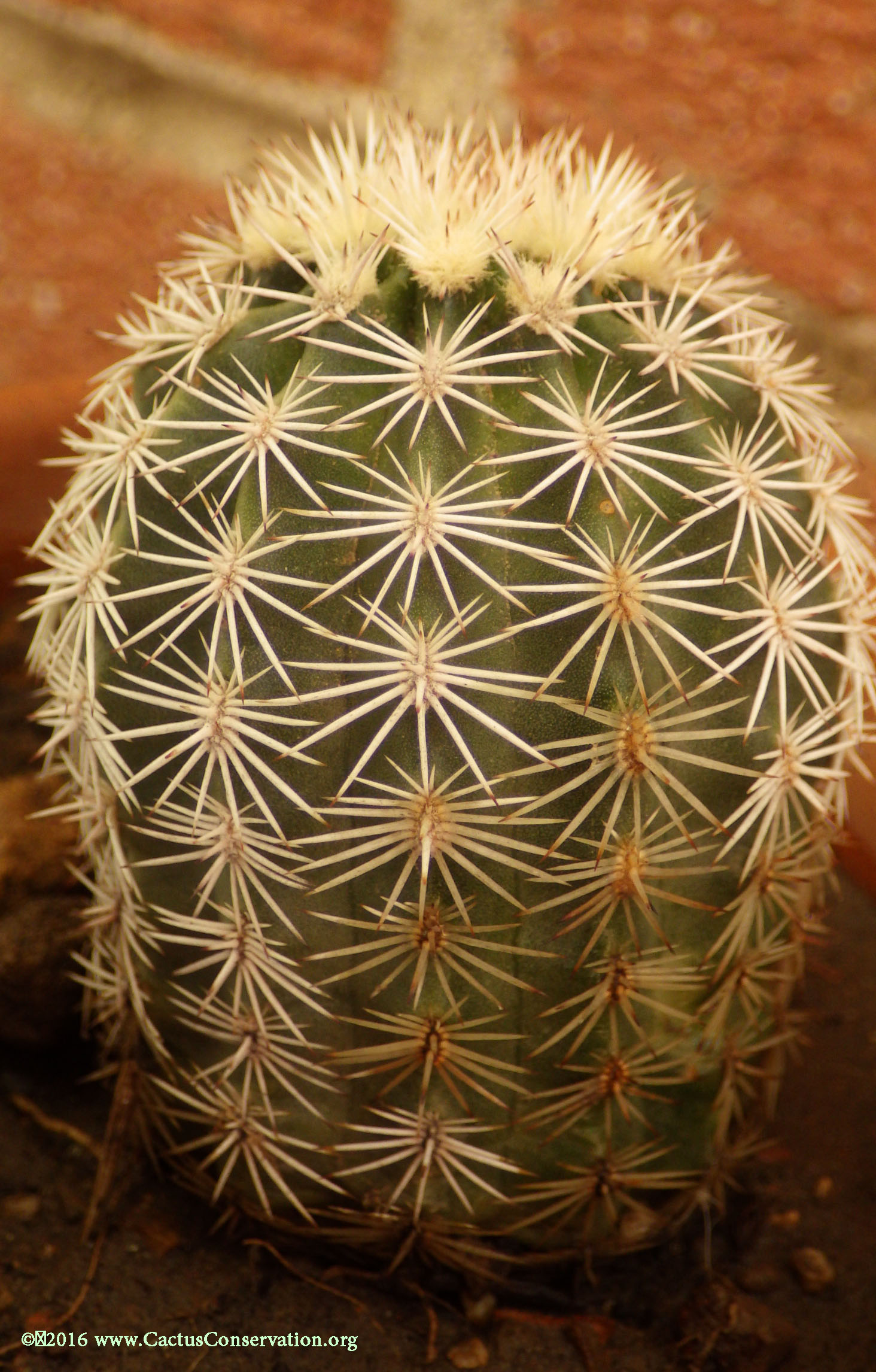 Echinocereus pectinatus var. wenegeri
