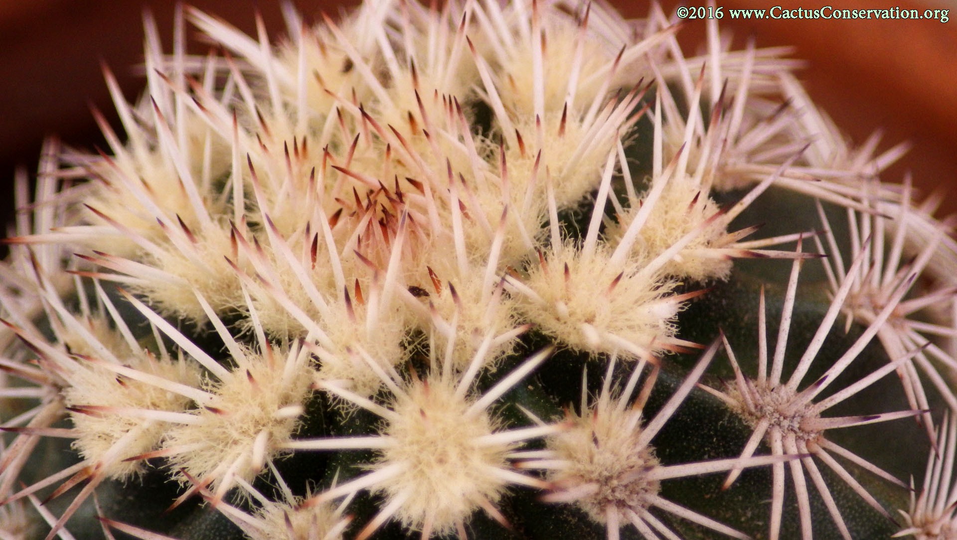 Echinocereus pectinatus var. wenegeri