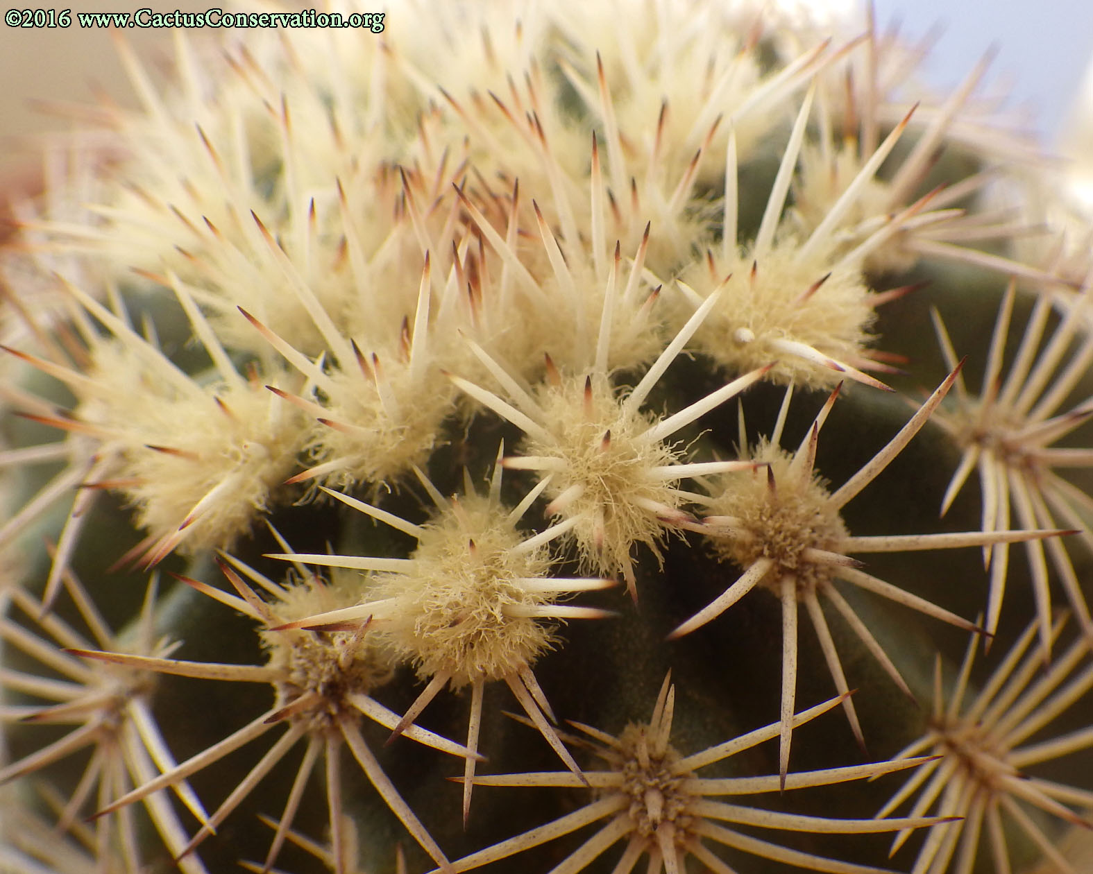 Echinocereus pectinatus var. wenegeri
