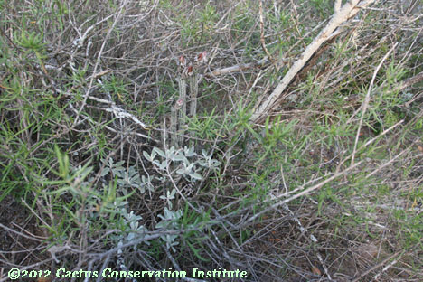 Echinocereus poselgeri