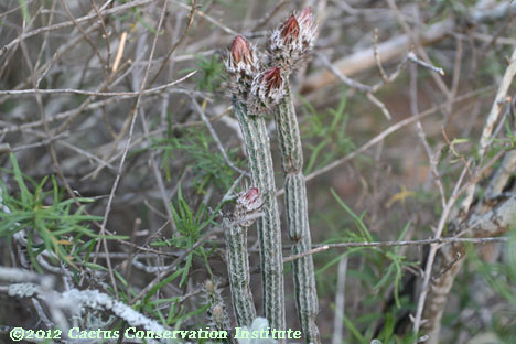 Echinocereus poselgeri