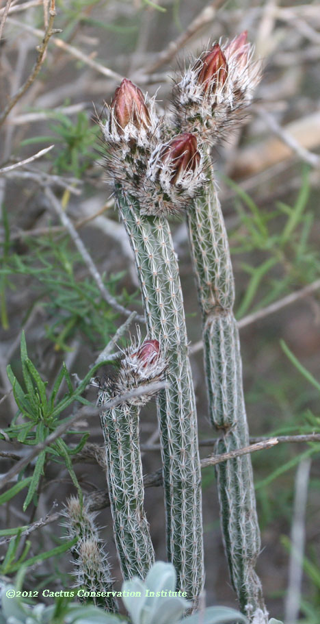 Echinocereus poselgeri