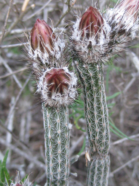 Echinocereus poselgeri