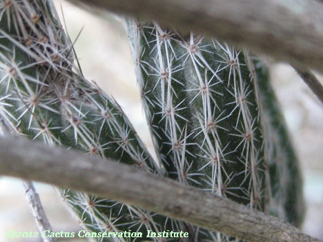 Echinocereus poselgeri
