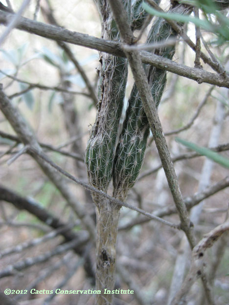 Echinocereus poselgeri
