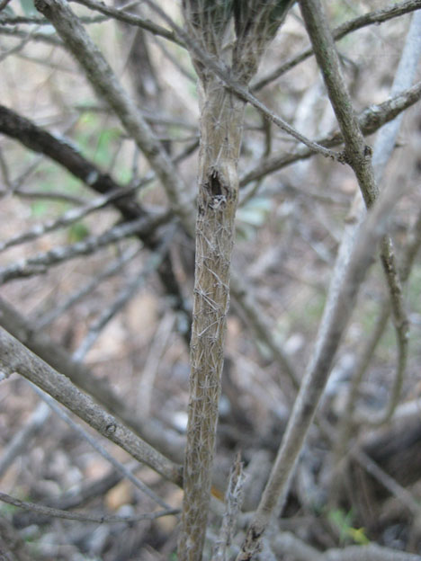 Echinocereus poselgeri