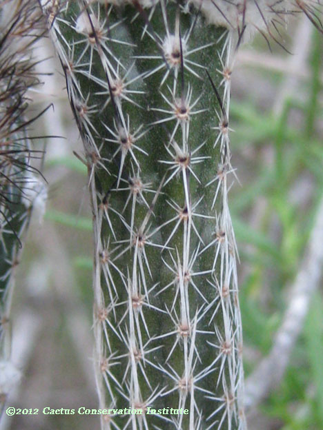 Echinocereus poselgeri
