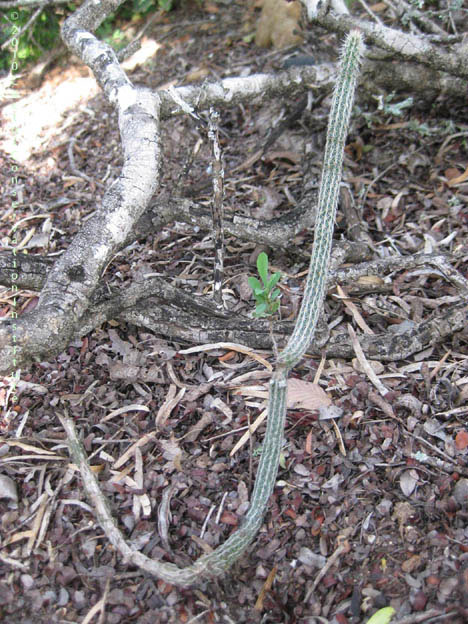 Echinocereus poselgeri