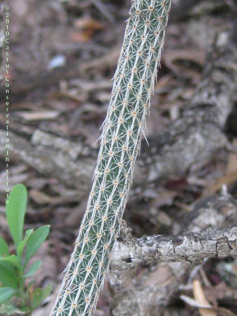 Echinocereus poselgeri