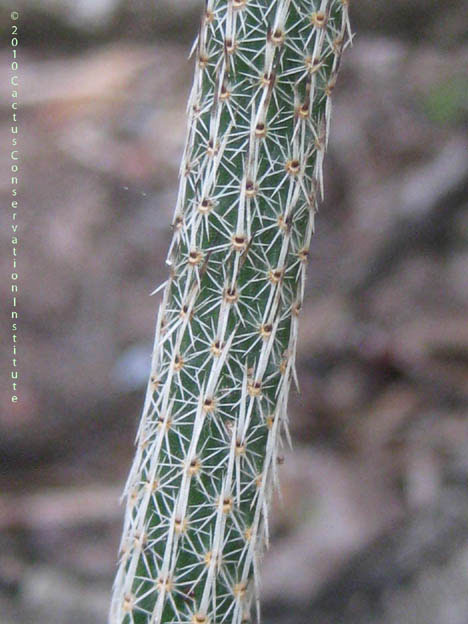 Echinocereus poselgeri