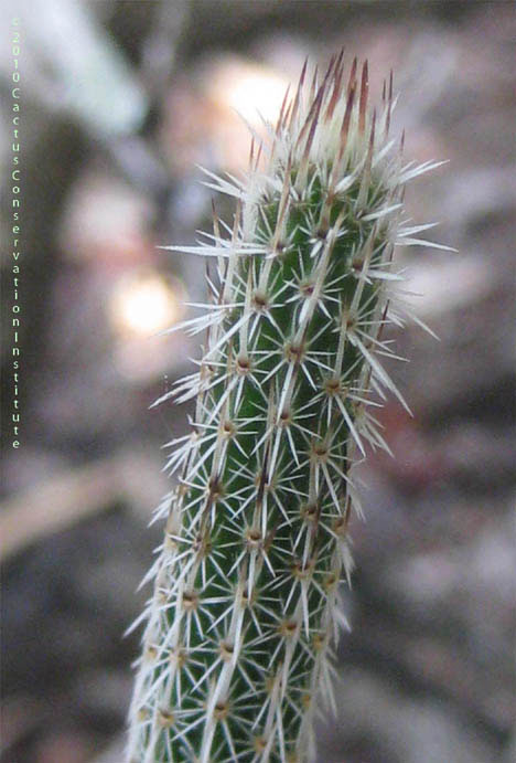 Echinocereus poselgeri