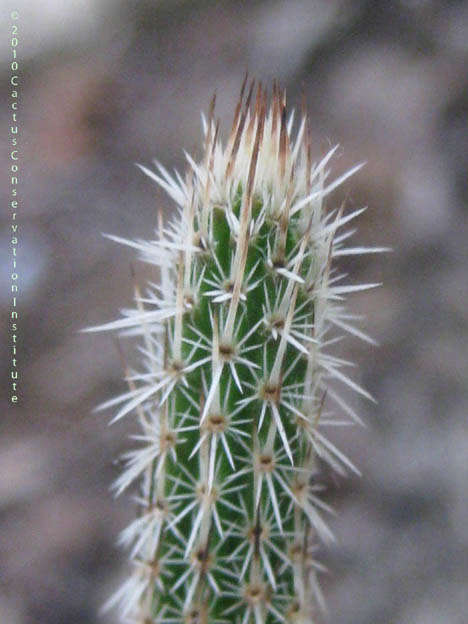 Echinocereus poselgeri