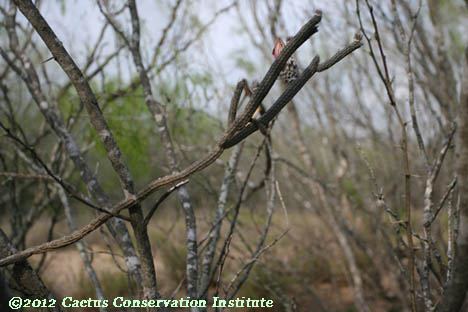 Echinocereus poselgeri