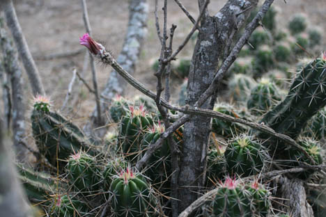 Echinocereus poselgeri