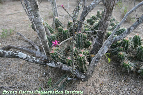 Echinocereus poselgeri