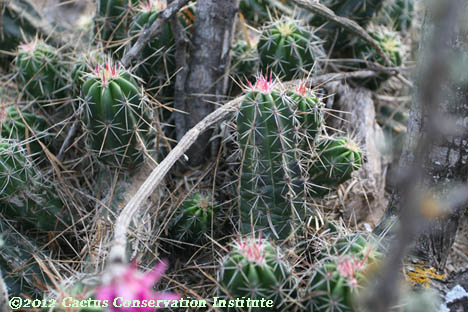 Echinocereus poselgeri