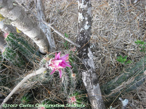 Echinocereus poselgeri