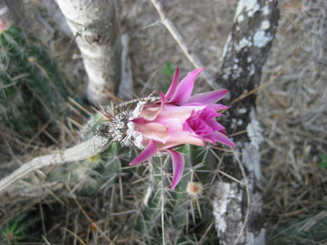 Echinocereus poselgeri