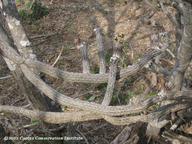 Echinocereus poselgeri
