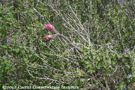 Echinocereus poselgeri