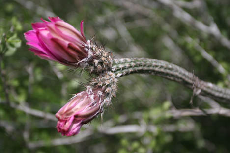 Echinocereus poselgeri