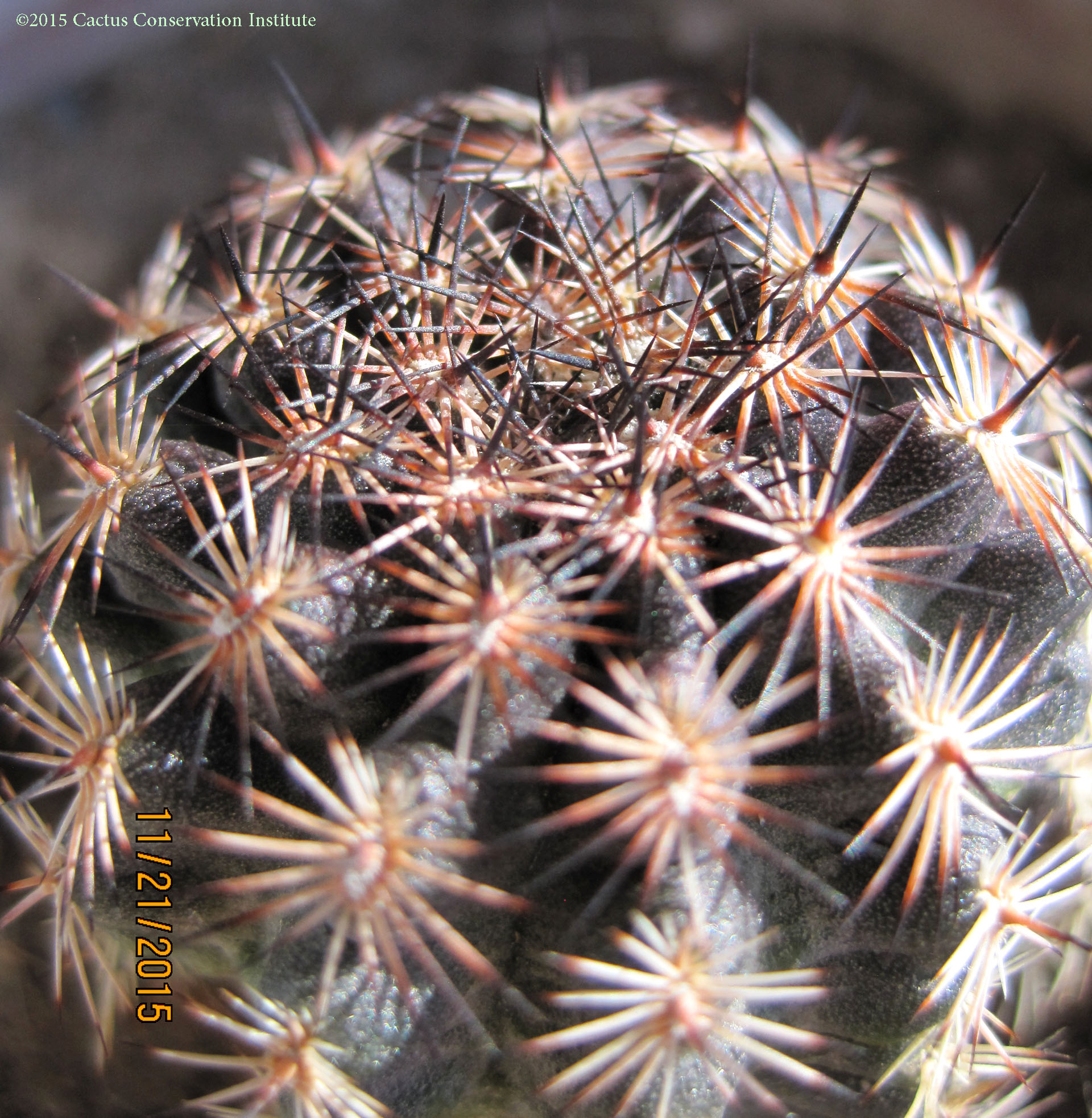 Echinocereus fitchii ssp albertii Kleberg County