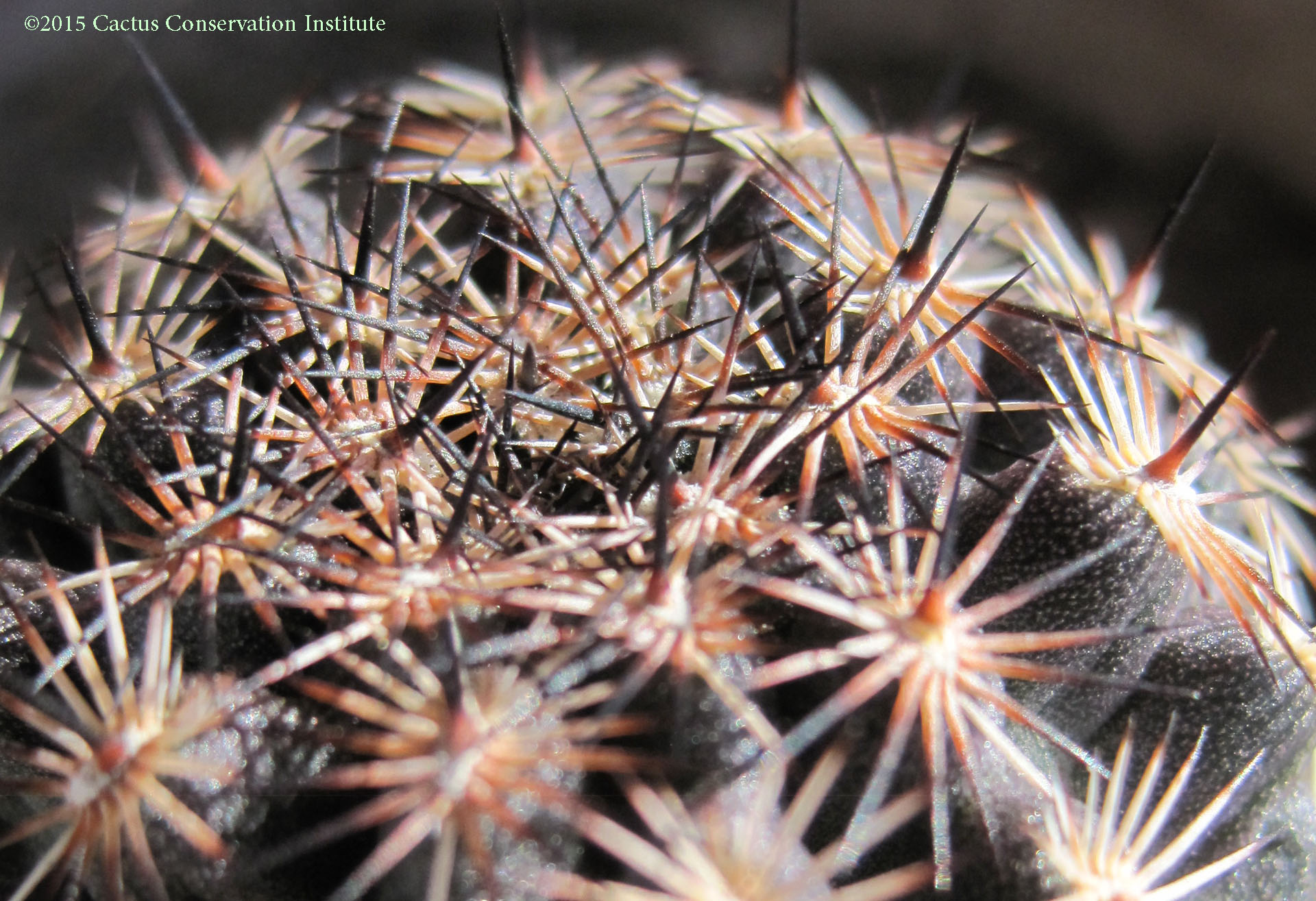 Echinocereus-fitchii-alberti